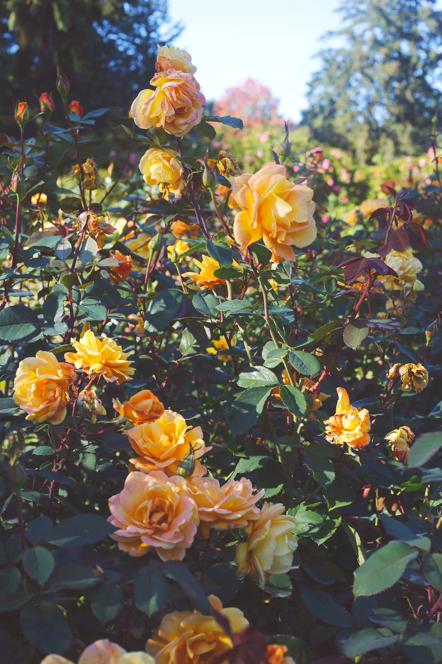 september_rose_garden_portland_1